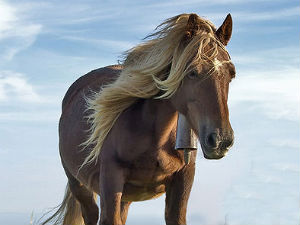 Horse Horse