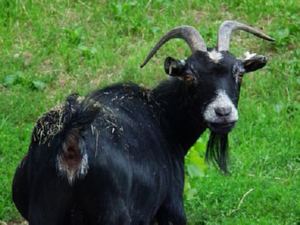Goat Goat