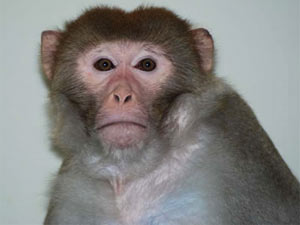 Monkey Monkey