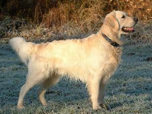 Dog Dog