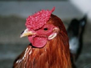 Rooster Rooster