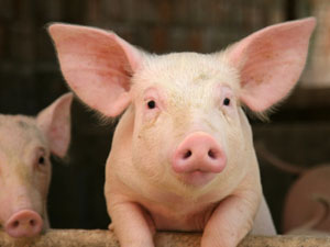 PIg PIg