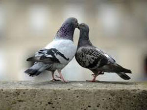 Kiss Day Kiss Day