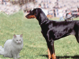 Dog, Cat Dog, Cat