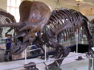 Dinosaurs Dinosaurs