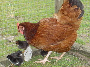 Hen Hen