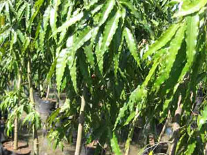 ashok tree ashok tree