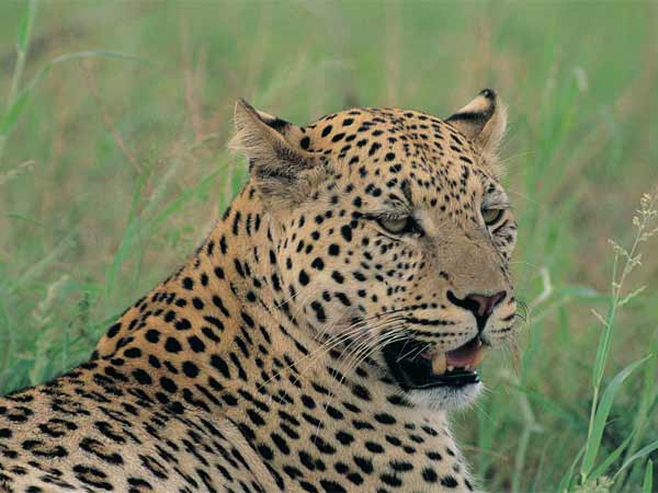 Leopard killed a girl in forest, bahraich Leopard killed a girl in forest, bahraich