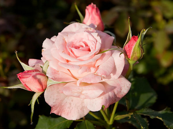 गुलाबी गुलाब( Pink Rose)