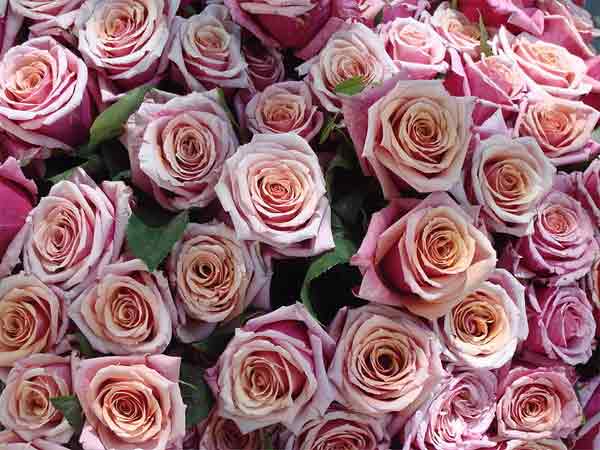 Roses Roses