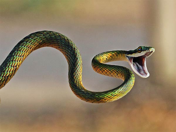 बच्चा बस्ते में सांप को ले गया स्कूल
