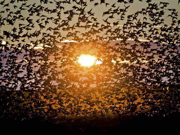 Birds Birds