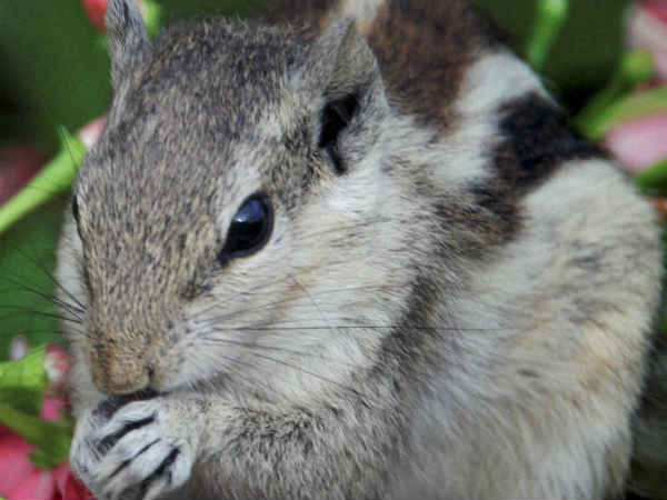 squirrel squirrel