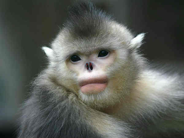 Monkey-China Monkey-China