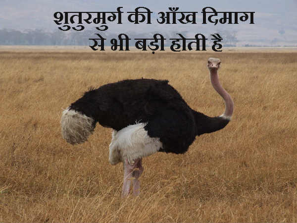 शुतुरमुर्ग की आँख दिमाग से भी बड़ी होती है