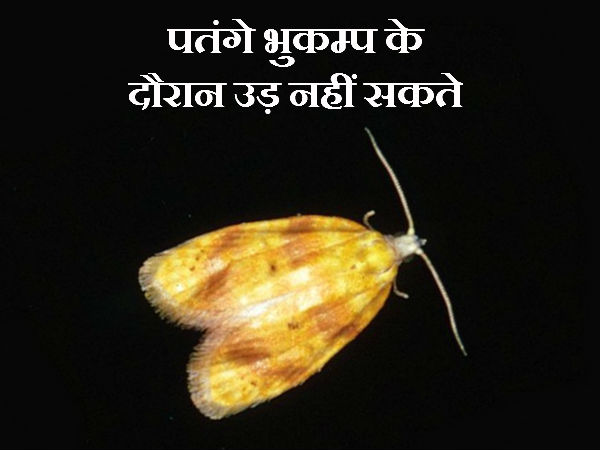पतंगे भुकम्प के दौरान उड़ नहीं सकते