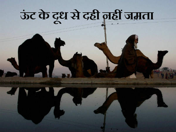 ऊंट के दूध से दही नहीं जमता