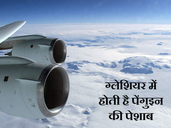 ग्लेशियर में होती है पेंगुइन की पेशाब