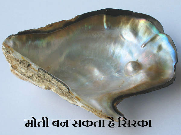 प्राकृतिक मोती बन सकता है सिरका