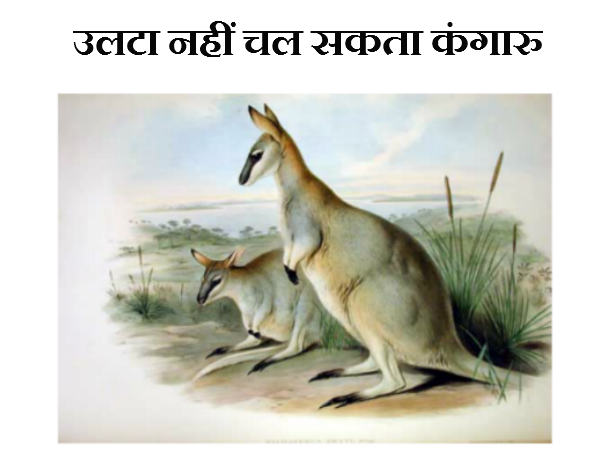 उलटा नहीं चल सकता कंगारु