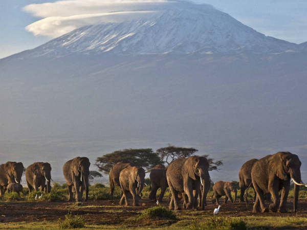 Elephants are in danger now Elephants are in danger now