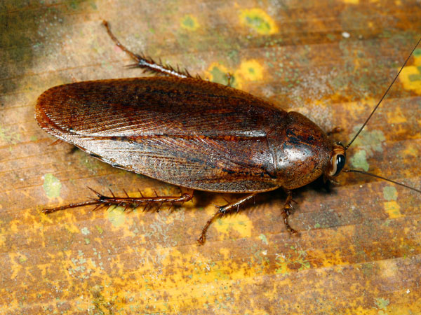 cockroach-china cockroach-china