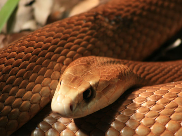 SNAKES SNAKES