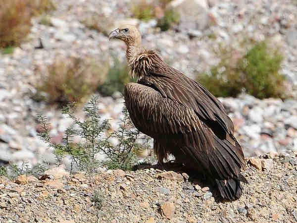 vulture-etawah vulture-etawah
