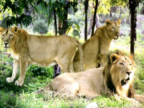 10 दिन के भीतर 10 शेर की मौत