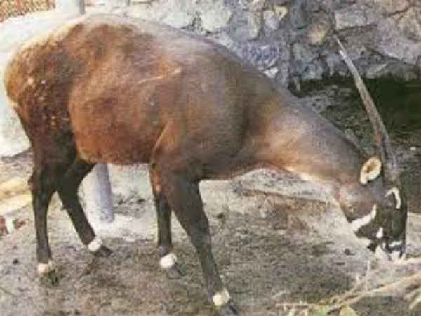 साओला