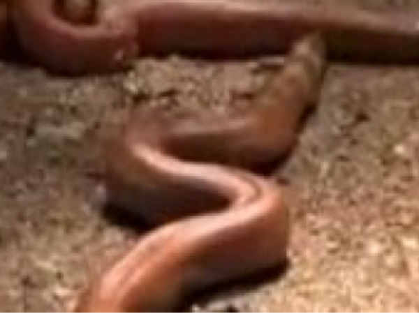 5 फुट लंबा रॉयल सांप बरामद
