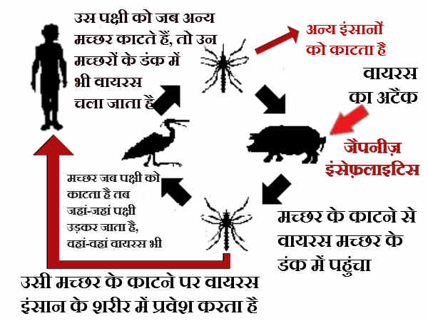 Encephalitis Encephalitis