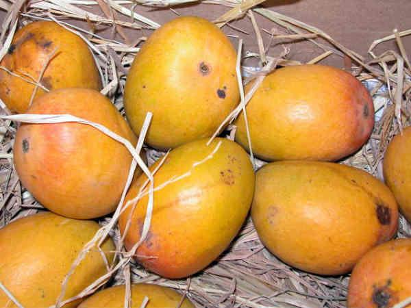mango mango