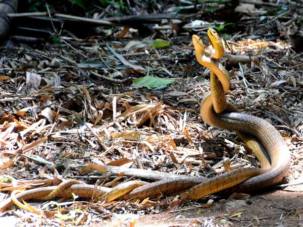 snake snake
