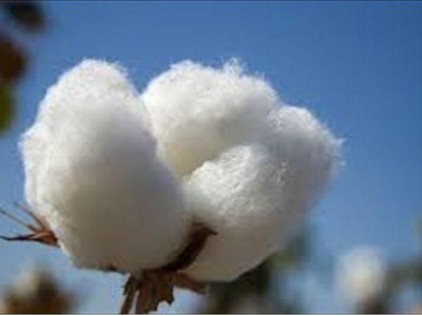 cotton cotton
