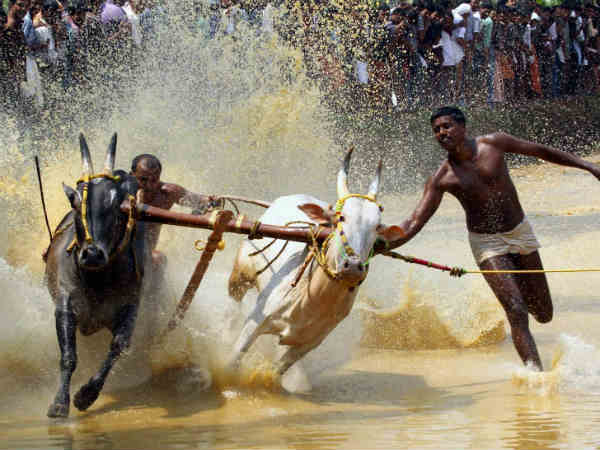 कोजीकोड में कालापूटू