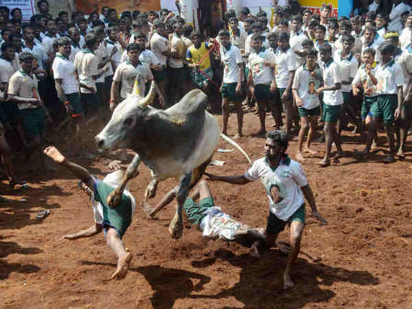 जालीकट्टू पर्व