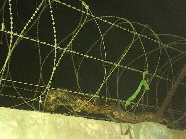 python trapped in fencing python trapped in fencing