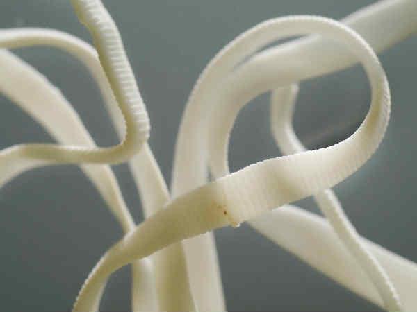 Tapeworm Tapeworm
