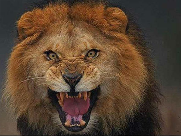 lion lion