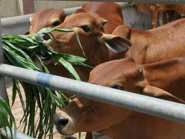 गो हत्या कानूनी अपराध