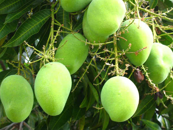 पाकिस्तानी स्पाइसी फूड(shan)