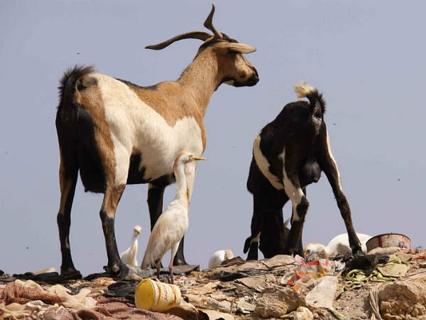 Goats Goats