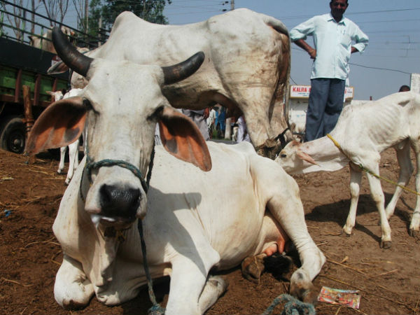 एक साल में 600 गायें हुईं लापता