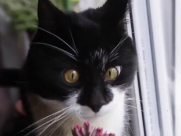cat cat