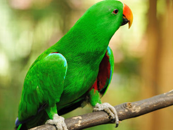 parrot parrot