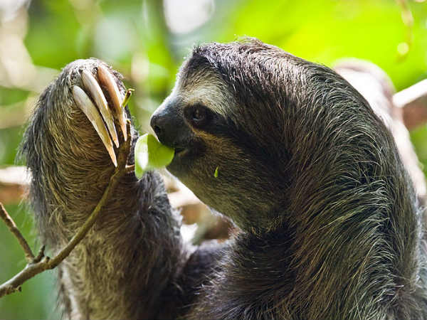 स्लोथ