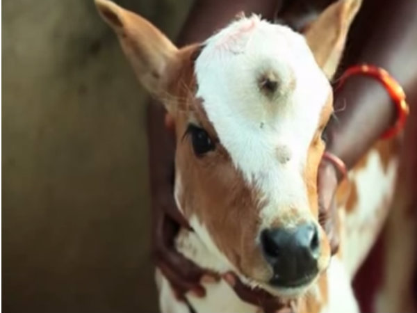 गाय