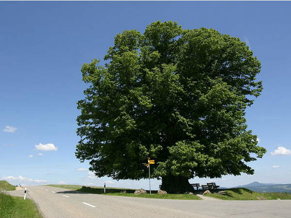 Body of Man Murdered 40 years Ago Found After Fig Tree Grows Out of His Stomach Body of Man Murdered 40 years Ago Found After Fig Tree Grows Out of His Stomach