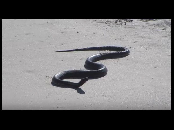 cobra cobra